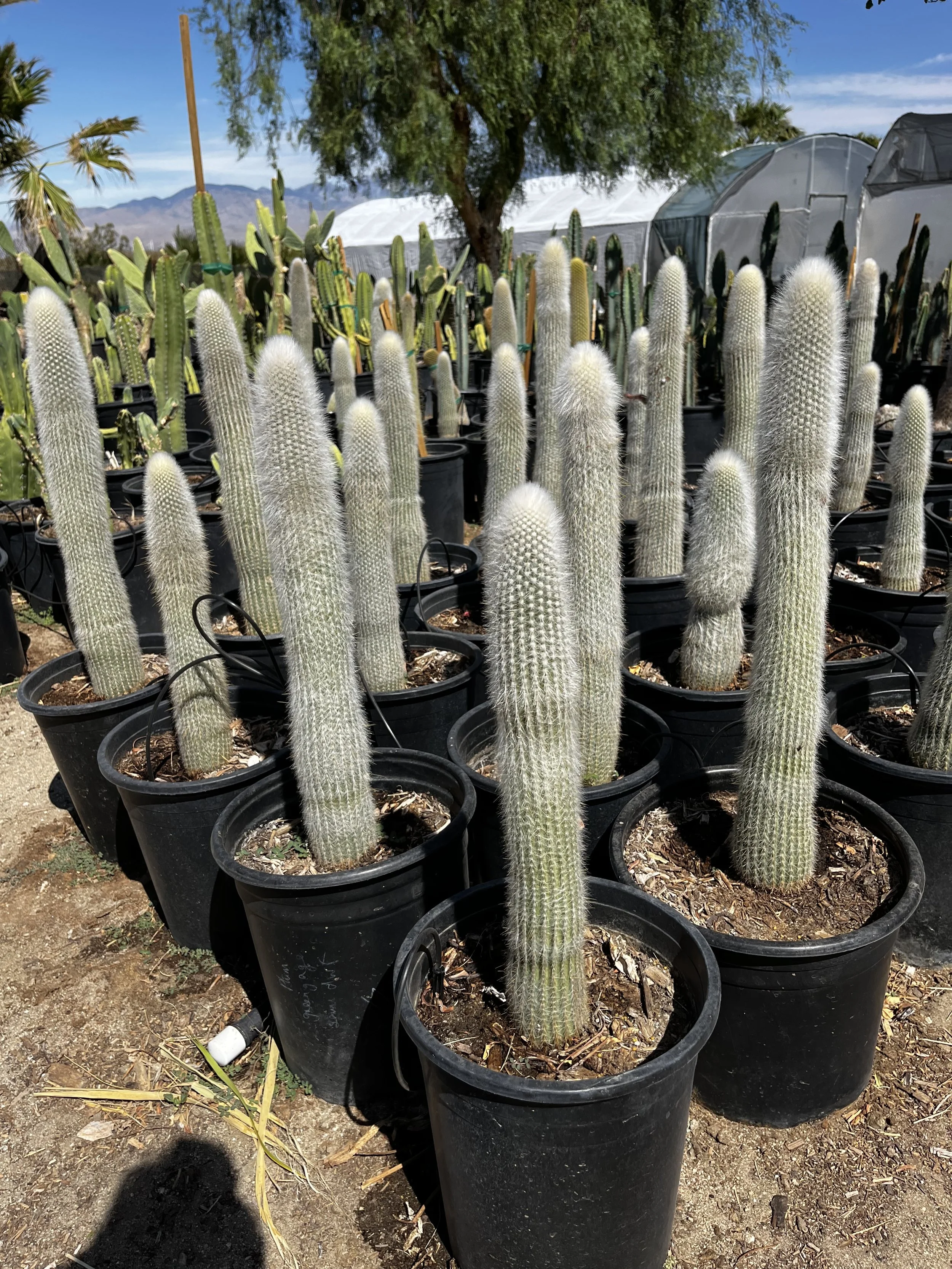 Silver Torch Cactus (Cleistocactus Strausii) — GDNC Nursery